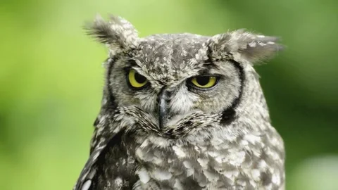 Eagle-Owl Looking Around Stock Footage 281405334
