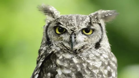 Eagle-Owl Looking Around Stock Footage 281405998