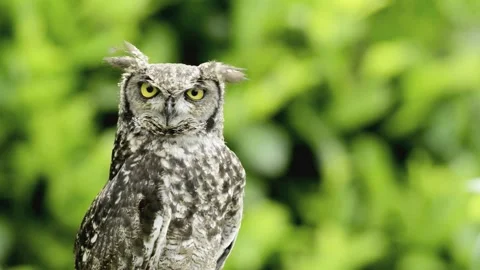 Eagle-Owl Looking Around Stock Footage 281406762
