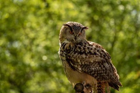 An eagle owl looking down and sitting on a branch Stock Photos