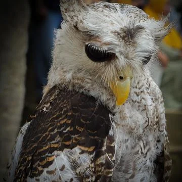 Eagle owl is looking down Stock-Fotos