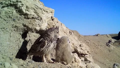 Eagle owl nest and chicks Stock Footage 346251915