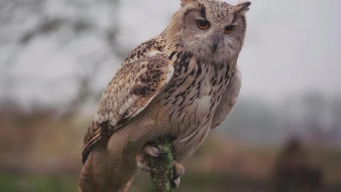 Eagle owl perched on branch 動画素材 345720346