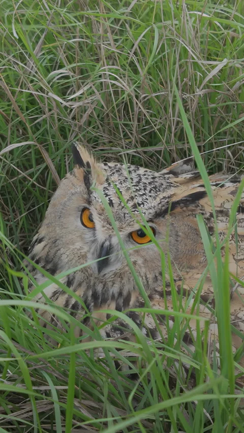 Eagle-owl perched in grass hiding from cold autumn wind and staring intensely Stock Footage 336851322