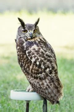 Eagle owl perched Stock Photos