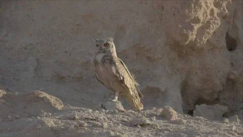 Eagle Owl Perched in Profile Against a Pale Desert Cliff Wall Stock Footage 338029832