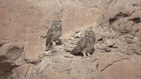 Eagle Owl Perched in Profile Against a Pale Desert Cliff Wall Stock Footage 338029889