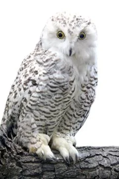 Eagle-owl Photos