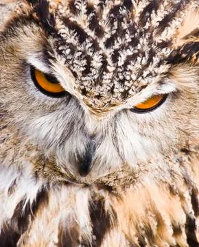 Eagle owl Stock Photos