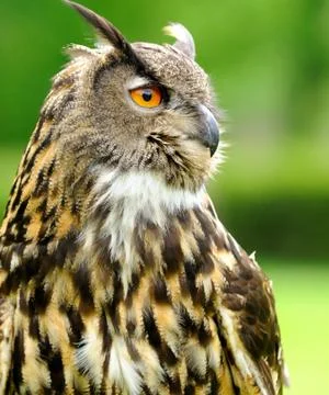 Eagle owl 库存照片