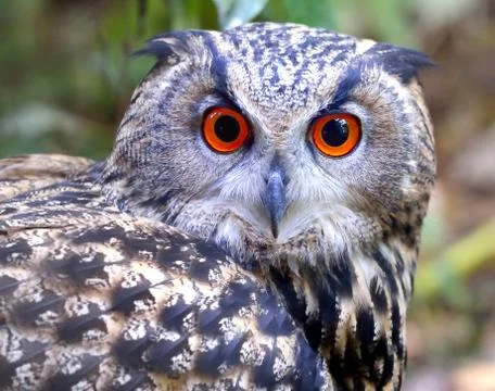Eagle owl Stock Photos