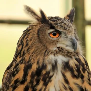 Eagle Owl Stock-Fotos