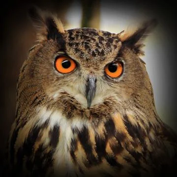 Eagle Owl Stock Photos