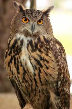 Eagle Owl Stock-Fotos