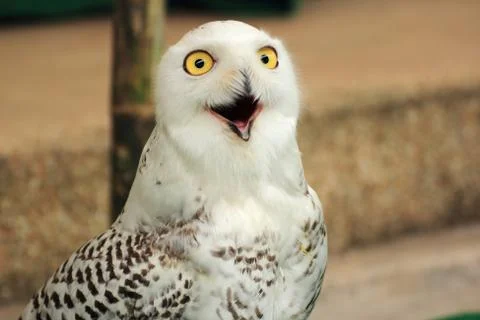 An eagle owl Stock-Fotos