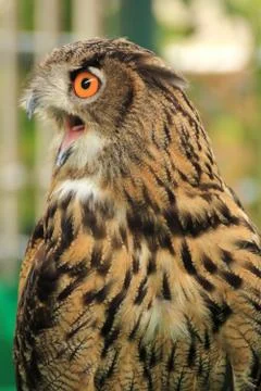 Eagle Owl Stock Photos