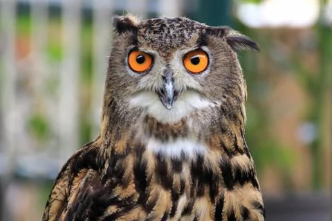 Eagle Owl Stock-Fotos