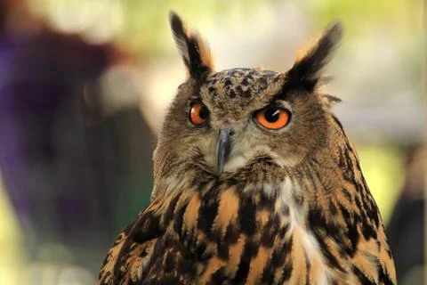 Eagle Owl Stock-Fotos