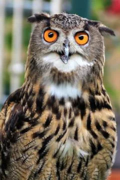 An eagle owl Stock Photos
