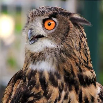 Eagle Owl Stock-Fotos
