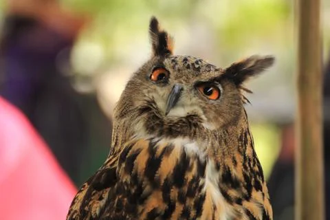Eagle Owl Stock Photos