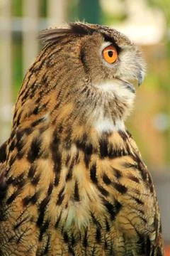 Eagle Owl Stock-Fotos
