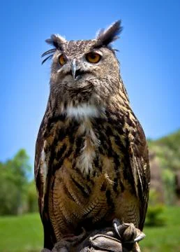 Eagle owl Stock Photos