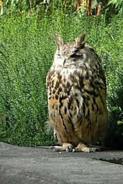 Eagle-owl Stock Photos