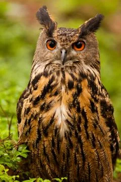 Eagle owl Stock Photos