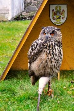 Eagle owl Stock Photos