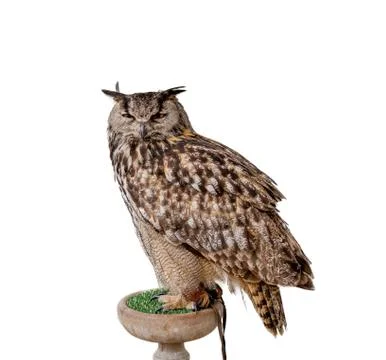 Eagle owl Stock Photos