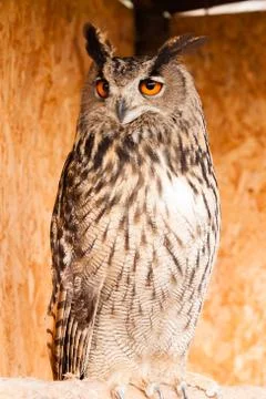 Eagle owl Stock Photos