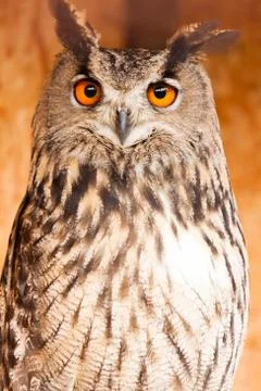 Eagle owl Stock Photos