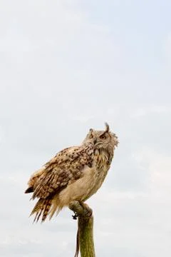 Eagle owl Stock Photos