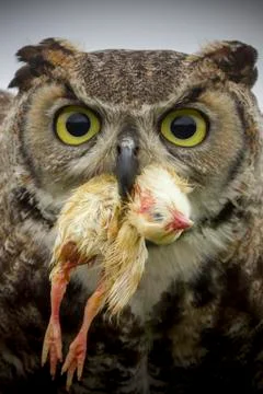 Eagle Owl Stock Photos