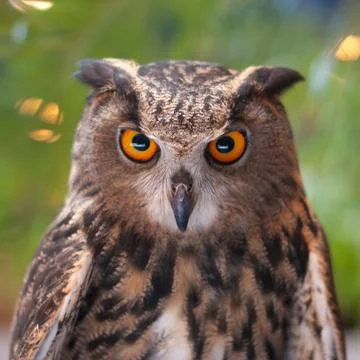 Eagle owl Stock Photos