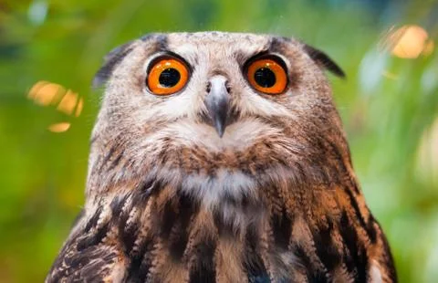 Eagle owl Stock-Fotos