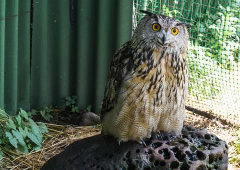 Eagle owl Stock Photos