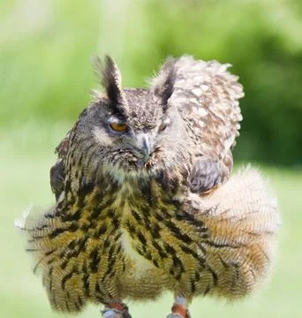 Eagle owl Stock Photos