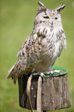 Eagle owl Stock Photos