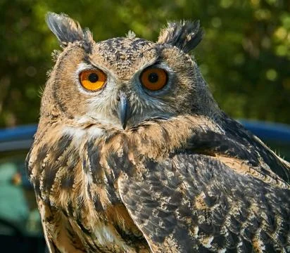 Eagle owl 库存照片