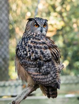 Eagle Owl Stock Photos