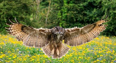 Eagle owl Stock Photos