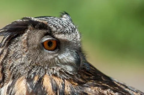 Eagle Owl Stock Photos