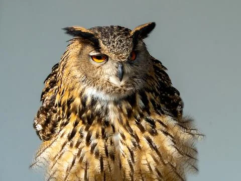 Eagle owl Stock Photos
