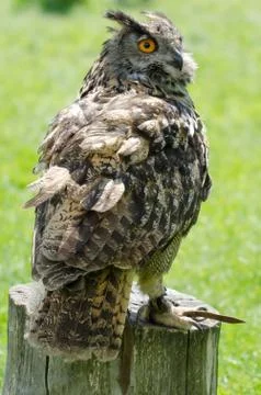 Eagle owl portrait Stock Photos