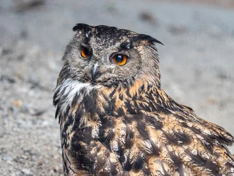 Eagle owl portrait Stock-Fotos