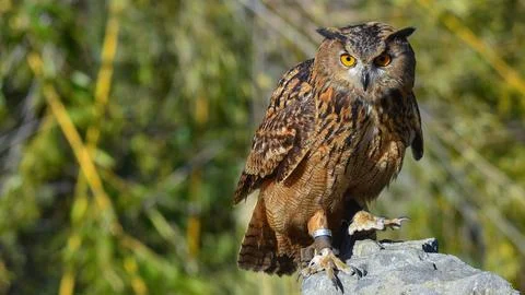 Eagle owl poses, close-up, looking ahead, on the stone Foto stock