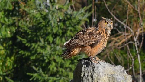 Eagle owl poses, on the stone Foto stock