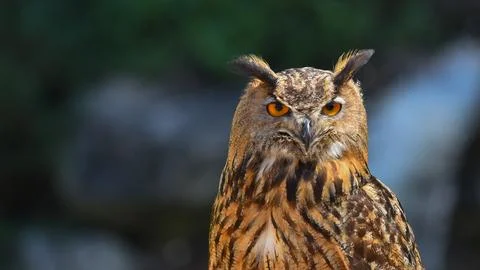 Eagle owl posing, close-up, looking front Stock Photos